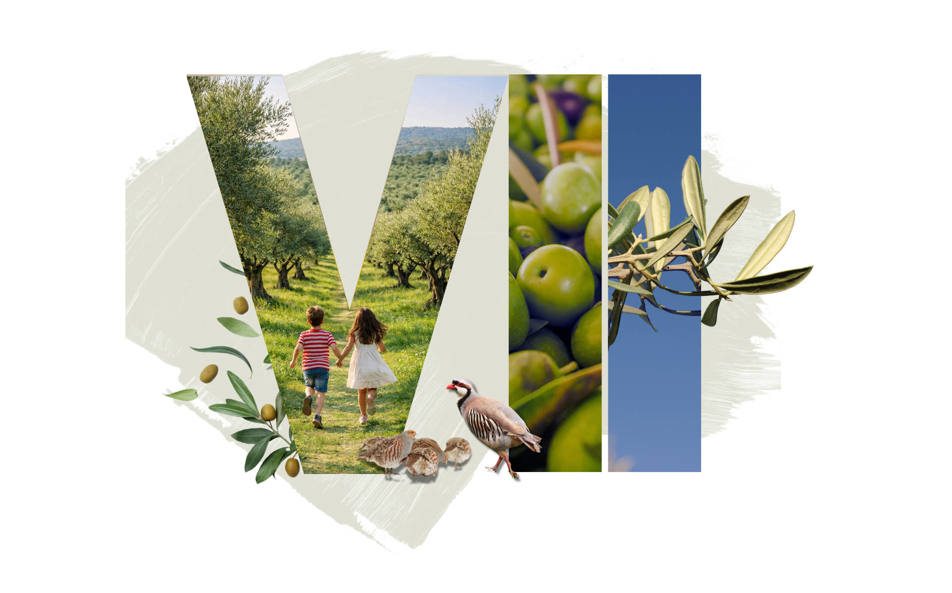 VII Encuentro de Olivicultores